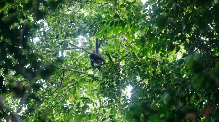 Monos araña, cara blanca y aulladores se pasean entre los árboles.