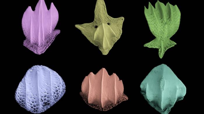 Imagen microscópica de diferentes formas de los dentículos dérmicos de tiburones.