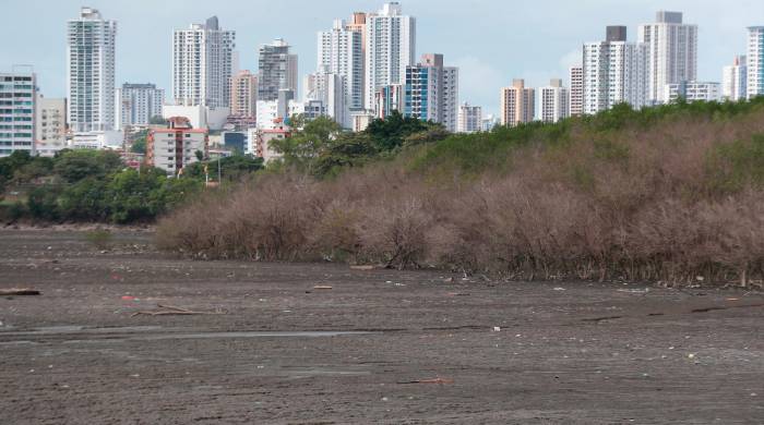 Un fenómeno similar ocurrió entre 2015 y 2016. Los manglares de Panamá Viejo, Juan Díaz y La Maestra perdieron sus hojas y la coloración del follaje.