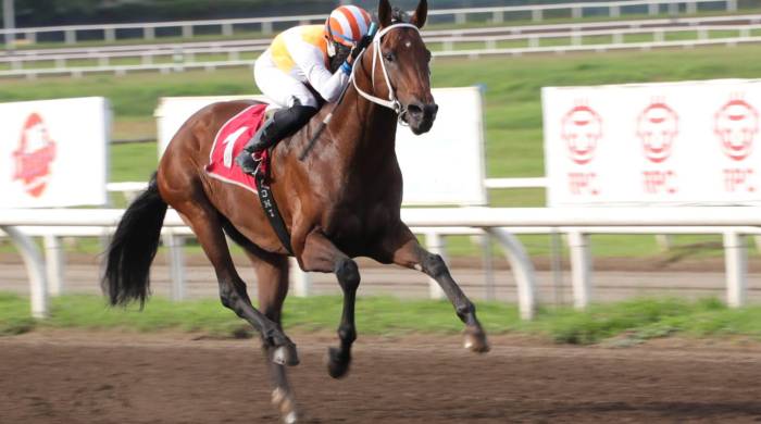 El criollo ‘Maximino’ verá acción en el ‘Handicap Old Milwaukee’, con gran opción de triunfo.