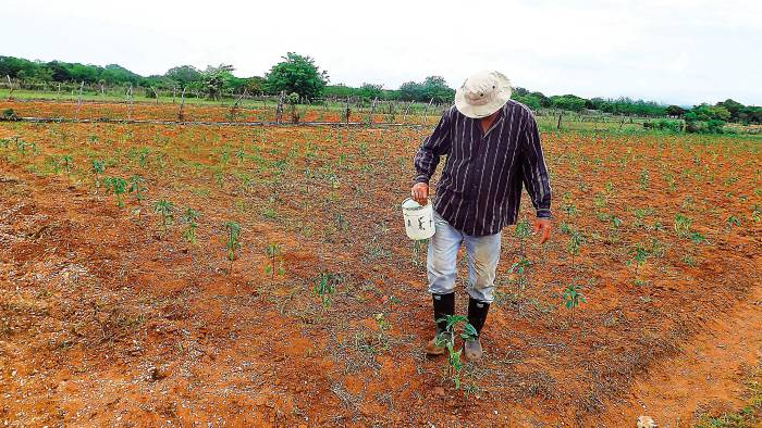 Han transcurrido 59 años desde que en Panamá se fundó el Colegio de Ingenieros Agrónomos de Panamá (Cinap).