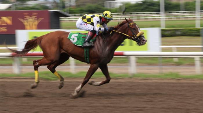 ‘Panama Chrome’ será la carta brava a batir en el Handicap 45 Años del Conadip.