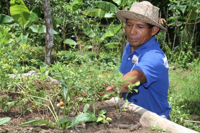 Los productores recibirán apoyo del Ministerio de Desarrollo Agropecuario (MIDA) como parte del Plan de Emergencia del Gobierno Nacional para enfrentar los efectos del clima.