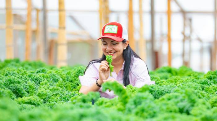 Cosechar fresas con La Granjerita: Lourdes Guerra, mejor conocida como La Granjerita, comenzó sembrando pepino y zapallo en el patio de su casa. Hoy es agricultora y tiene su propio negocio que abrió hace diez años. La finca está ubicada en El Salto y es posible visitarla para hacer un ‘tour’ por los cultivos locales que ofrece. Una actividad para todo público que resulta muy educativa y a la vez entretenida para los más pequeños. Al terminar, los participantes tienen la oportunidad de recolectar fresas directamente de las plantas para llevar a casa.