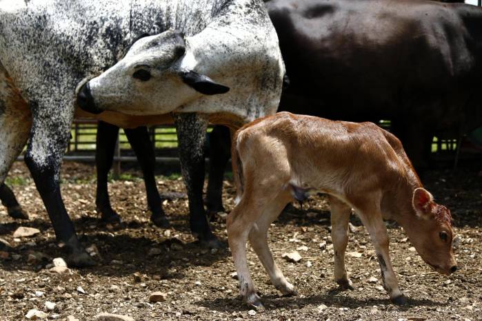 “El animal sufre mucho porque es una cosa que le come la carne. Y el animal se adelgaza, no come (...) muchos problemas, mucho gusano, demasiado”, asegura a EFE Nelson Moreno.