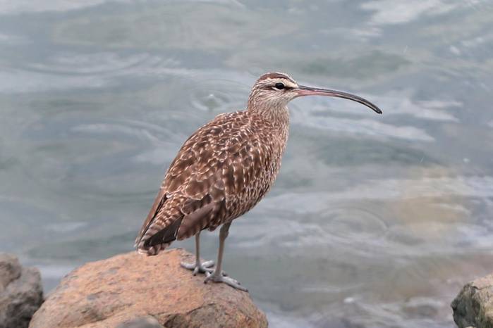 Zarapito trinador, su presencia evidencia la importancia de la bahía de Panamá como punto clave para las rutas migratorias.