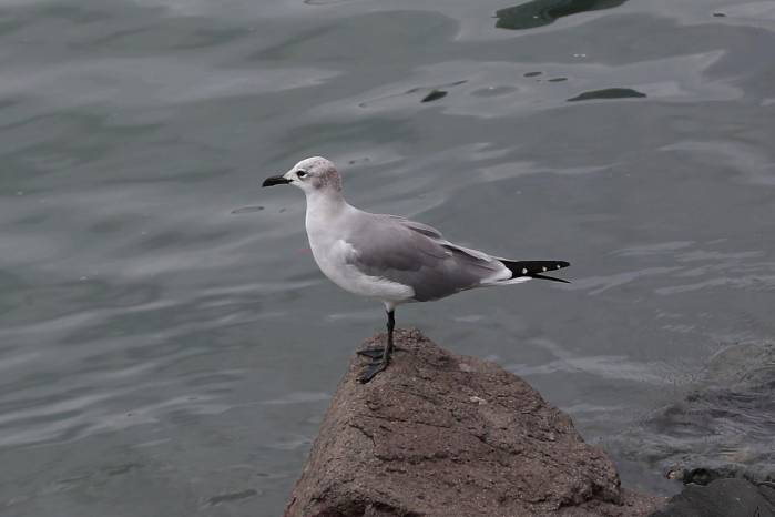 Gaviota reidora americana, frecuente en costas y puertos, es una de las especies más visibles del litoral panameño