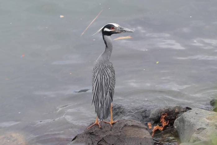 Ave de hábitos mayormente nocturnos