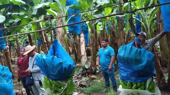 La huelga del sector bananero cumplirá sus primeros 30 días mañana, 28 de mayo.