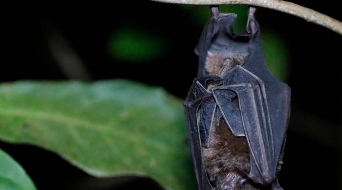 Se han registrado 29 especies de murciélago en la reserva biológica.