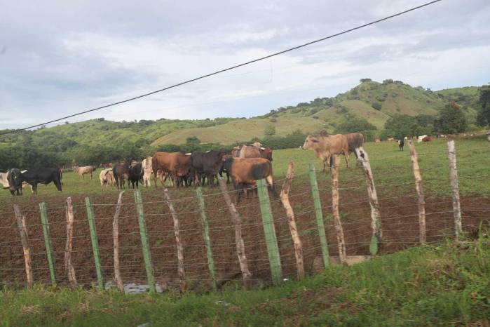 Los productores sí tienen quien les escriba