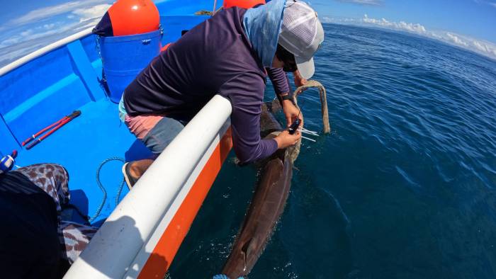 El trabajo de captura, manipulación y liberación se llevó a cabo bajo estrictos protocolos de bienestar animal.