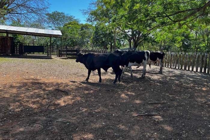 El programa de mejoramiento genético bovino comenzó en los años 80 con rutas de inseminación artificial y, ante la demanda, se amplió hacia la capacitación de los productores en reproducción, manejo del hato y nutrición.