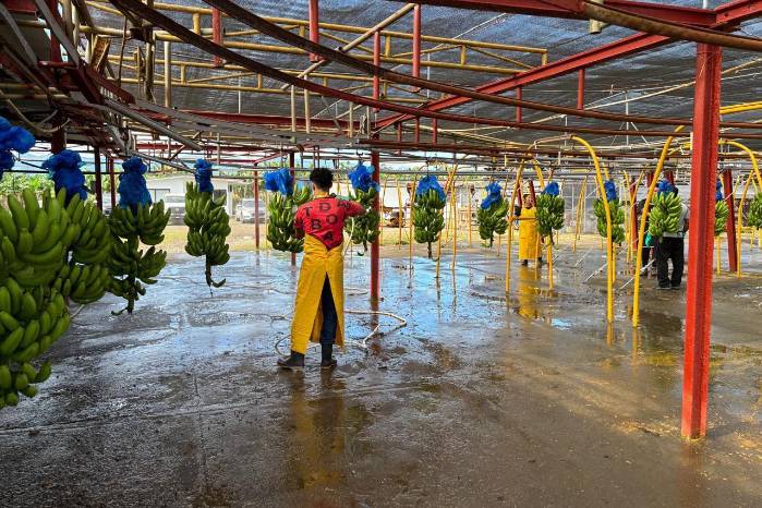 Bocas del Toro inicia 2026 con señales de recuperación en la actividad bananera