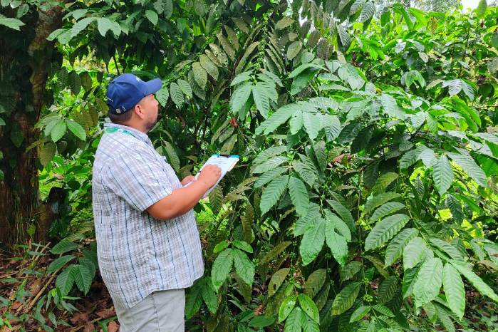 Un técnico inspecciona las condiciones de salud de los cultivos de café en Panamá Oeste.