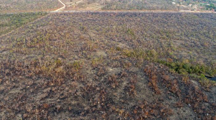 La deforestación en el norte argentino totalizó 126.149 hectáreas en 2023. Fotografía de archivo.