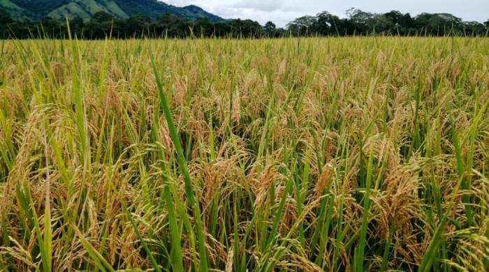 Un campo de arroz sembrado, el principal grano en la mesa de los panameños.