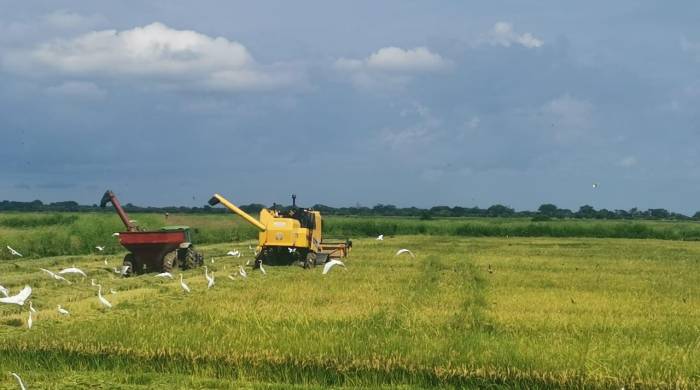 Campos de producción de arroz.