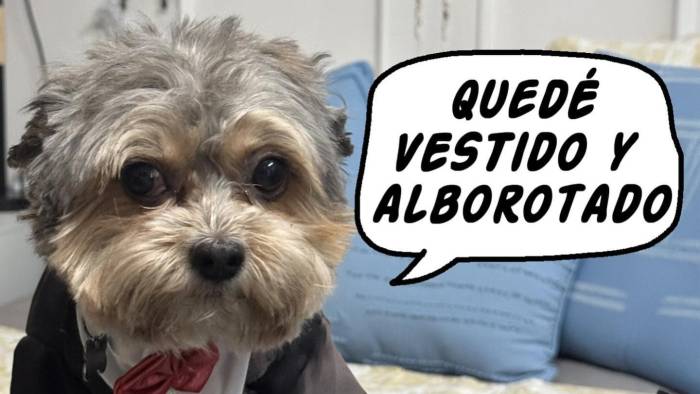 Varios de los memes sobre la situación tenían que ver con Bruno, la mascota del exmandatario.