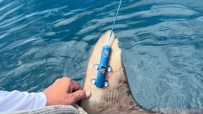 El proyecto marca un paso clave hacia la gestión responsable de los recursos marinos.