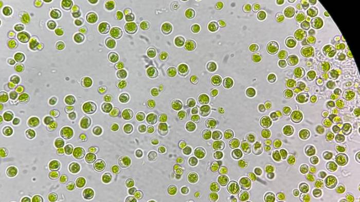 Bioestimulantes a partir de microalgas