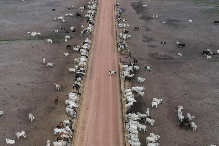 Fotografía de archivo del 5 de agosto de 2023 de decenas de cabezas de ganado en un campo en la Amazonia en (Brasil).