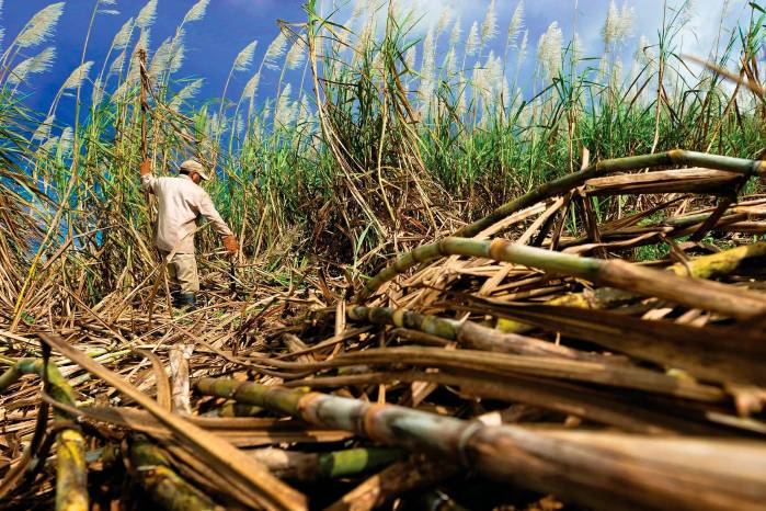 Un jornalero corta caña en un campo de producción del rubro. La caña de azúcar es uno de los principales rubros nacionales que se exportan a otros mercados.
