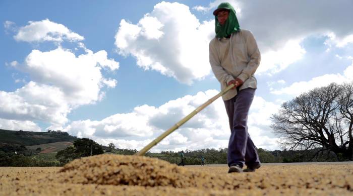 Fotografía de archivo de un agricultor mientras prepara granos de café en el estado de Minas Gerais, Brasil.