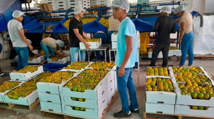 Cítricos panameños se abren espacio en el mercado antillano