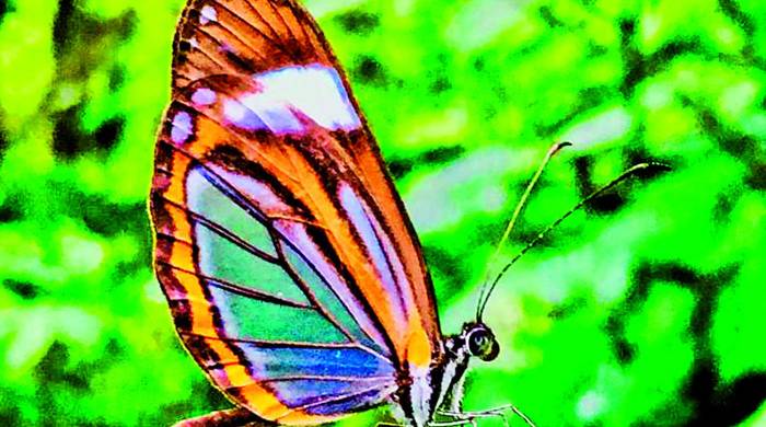 1.000 especies de insectos