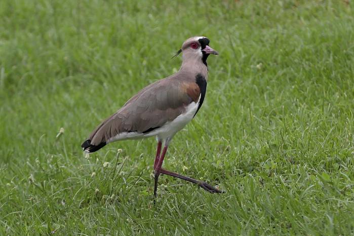 Tero o avefría tero, reconocible por su comportamiento territorial y su llamado fuerte