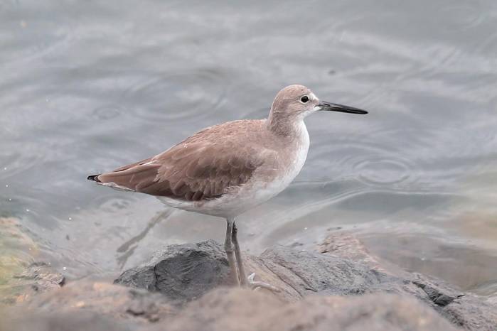 Playero aliblanco, es una de las especies más comunes en áreas costeras.