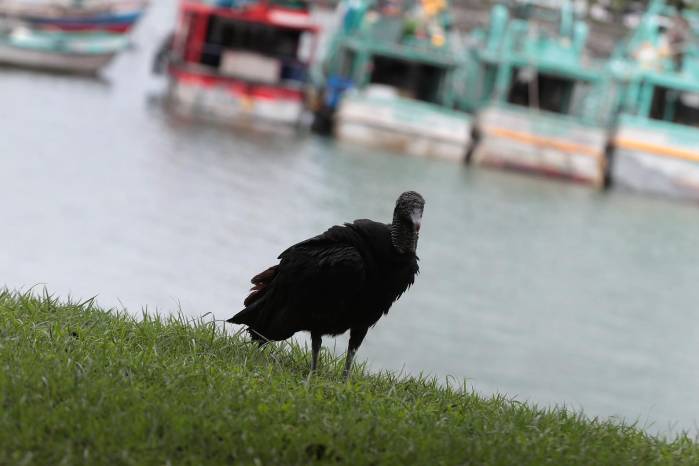 Gallinazo, cumple una función esencial como ave carroñera.