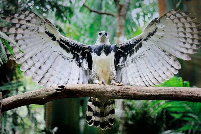 Aunque Panamá mantiene la mayor población de águilas harpías de Centroamérica, especialistas advierten sobre las amenazas que enfrenta la especie por la intervención humana.