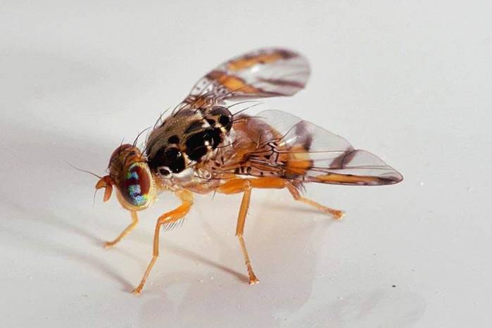 El próximo viernes 16 de octubre será la primera liberación de moscas estériles de Ceratitis capitata, conocida como mosca del Mediterráneo o mosca de la fruta