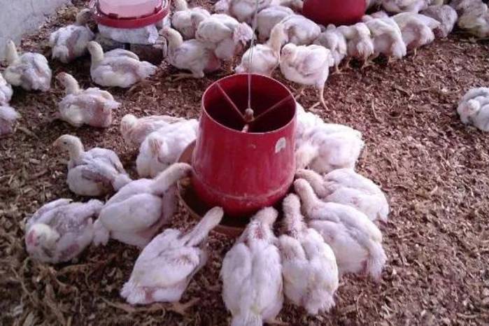 ANAVIP ha lanzado una campaña destinada a distinguir los pollos frescos.