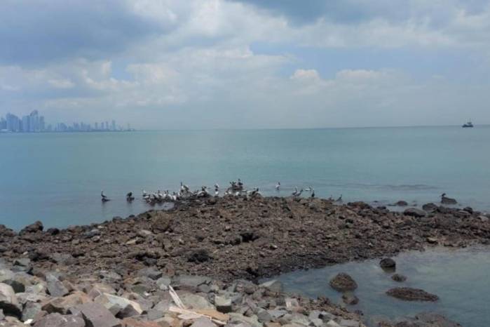 El MIDA refuerza vigilancia epidemiológica por temporada de migración de aves