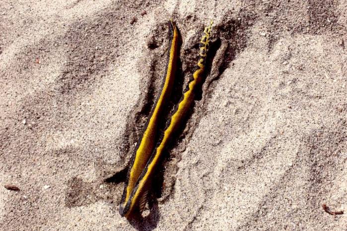 Avistamientos en el Pacífico generan alarma, pero expertos llaman a la calma