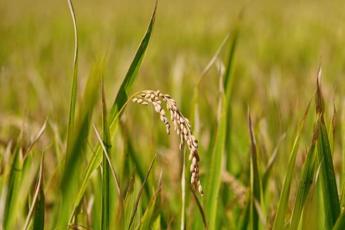 Productores de arroz expresan preocupación por las condiciones del mercado