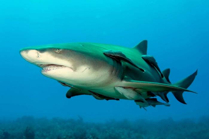 Hallan zona de crianza de tiburón limón en el Parque Nacional Coiba