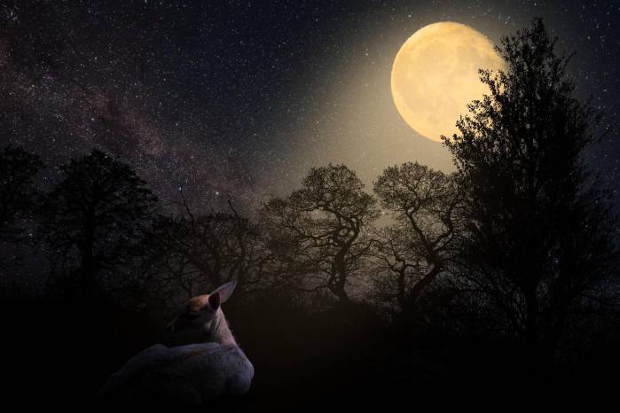 La Luna del Ciervo iluminará el cielo este miércoles 29 de julio y podrá observarse desde Panamá durante la noche.