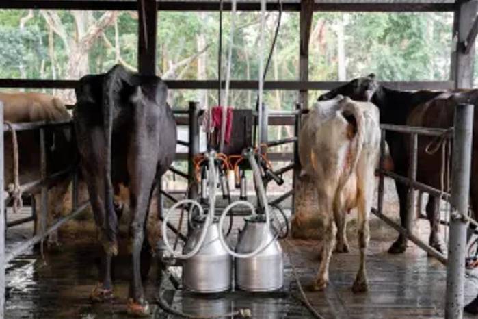 Los ganaderos piden restringir los productos sucedáneos.