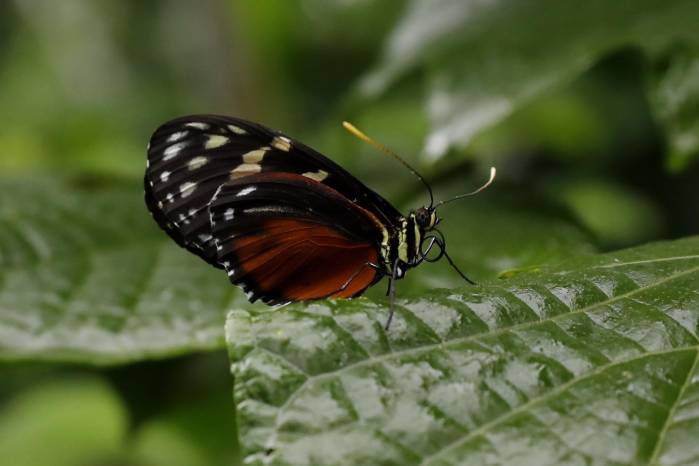 ‘LepiDomo’ cuenta con las tres familias de mariposas más comunes.