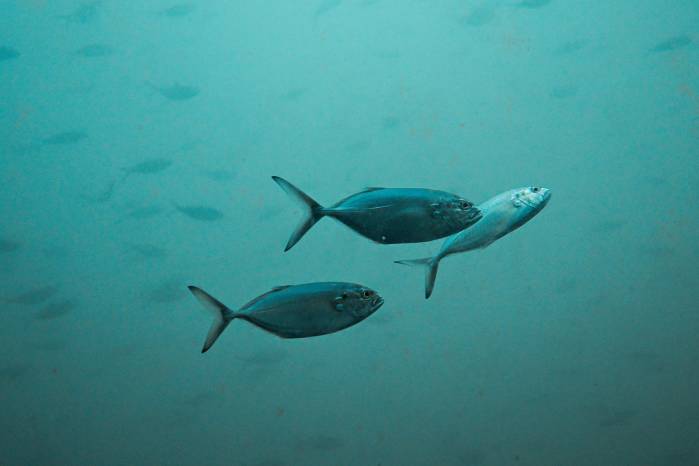 Desde las ventanas circulares de su cápsula, se pueden ver peces de diferentes tamaños.