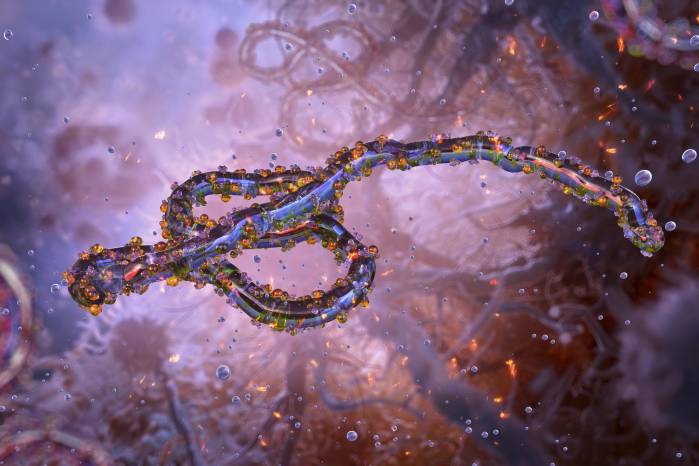 Virus del ébola, ilustración. El virus del ébola es un virus filamentoso de ARN (ácido ribonucleico) de sentido negativo que causa fiebre hemorrágica grave en humanos y primates.