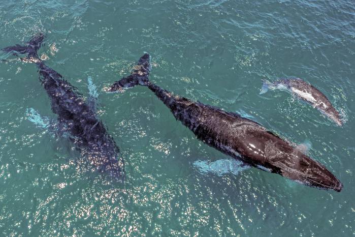 Las ballenas jorobadas recorren más de 10.000 kilómetros para reproducirse en las cálidas aguas panameñas.