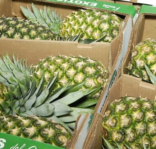 New Zealand opens market for fresh pineapples produced in Panama