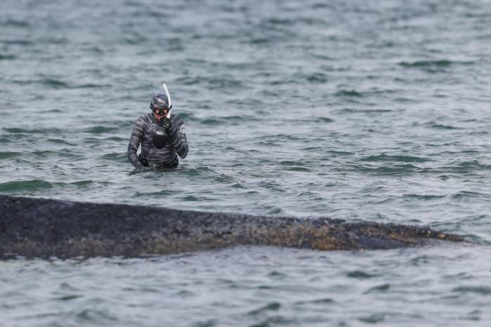 Imagen de archivo de la ballena Timmy.