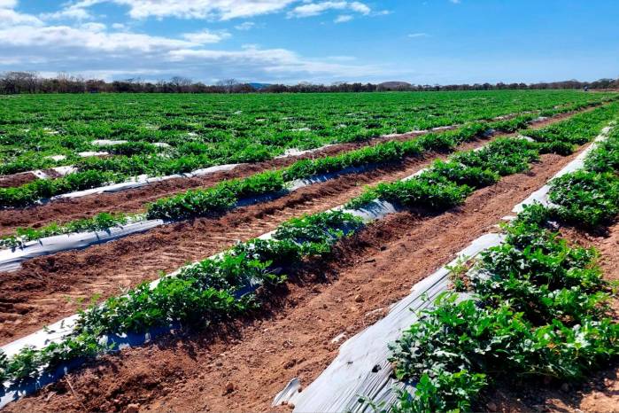 Vista de las 93 ha de sandía que cultiva la empresa Potuga Fruit Company, en Coclé.