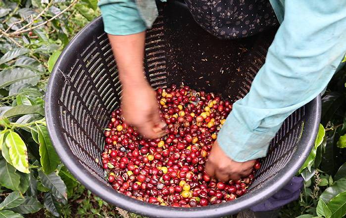 Visitar Lamastus Family Estates: el café de especialidad panameño es el más cotizado del mundo y se cultiva en las montañas altas de Boquete. Conocer de cerca todos los procesos que tienen lugar en la finca, desde la recolección del grano hasta su empacado, es muy interesante. Lamastus Family Estates es una de las empresas locales más prestigiosas de la industria cafetera; detrás hay cuatro generaciones que le han dedicado su vida entera y han posicionado a Panamá como un país productor de café de gran calidad.